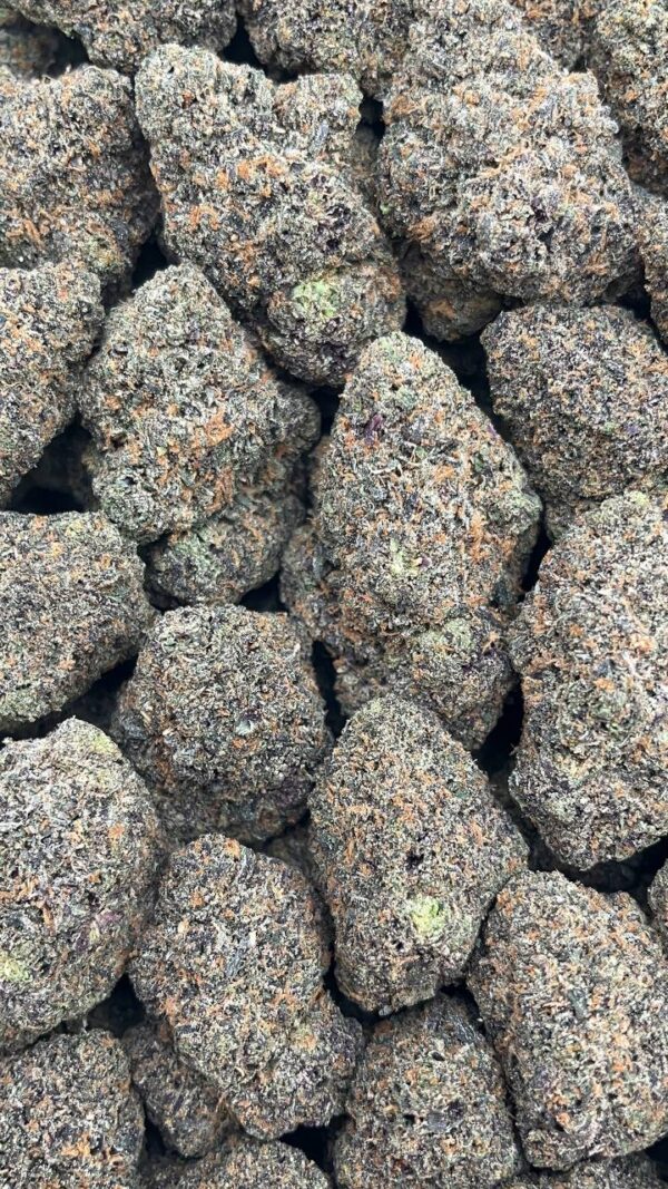 Gelato Sorbet - Pk166